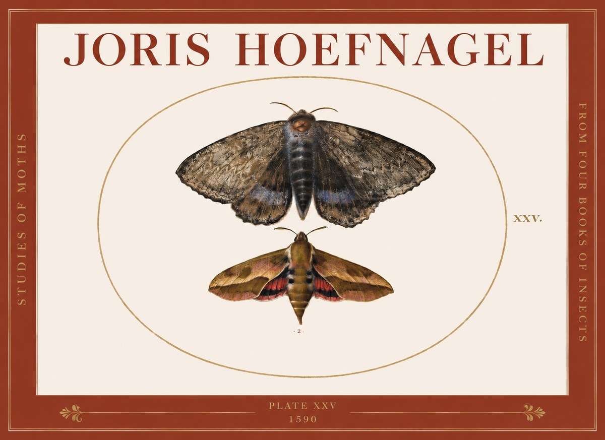 Joris Hoefnagel Studies of Moths I No3 - Poszter