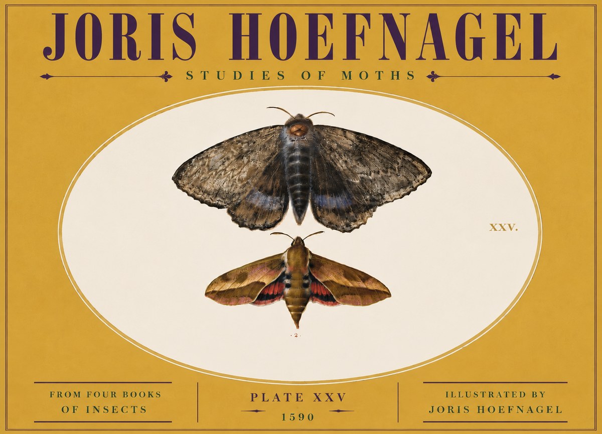 Joris Hoefnagel Studies of Moths I No5 - Poszter