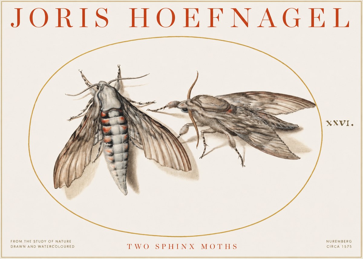 Joris Hoefnagel Two Sphinx Moths No1 - Poszter
