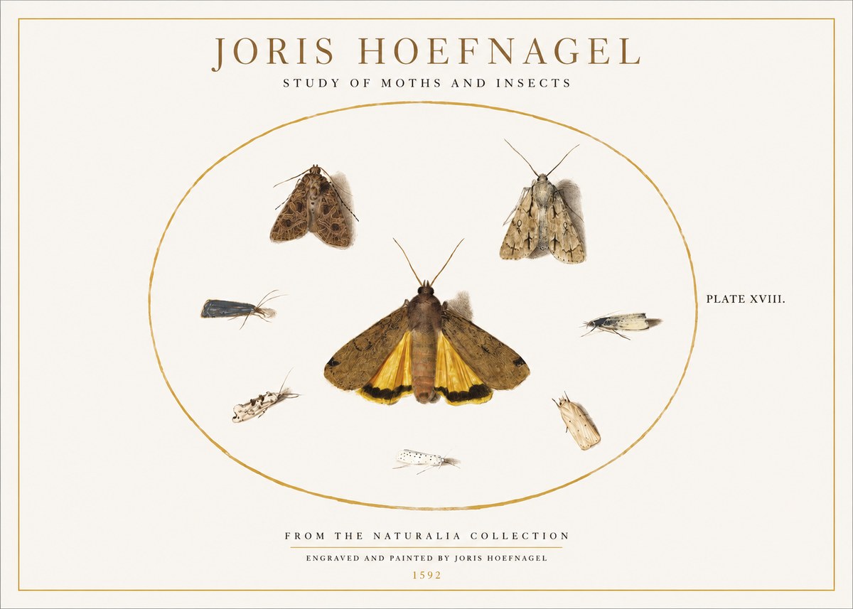 Joris Hoefnagel Study of Moths and Insects No1 - Poszter