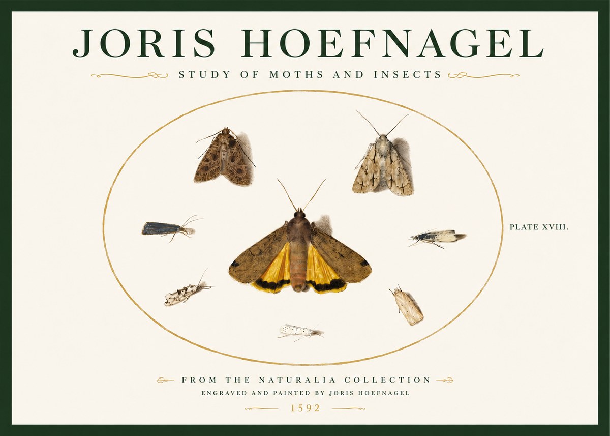 Joris Hoefnagel Study of Moths and Insects No3 - Poszter