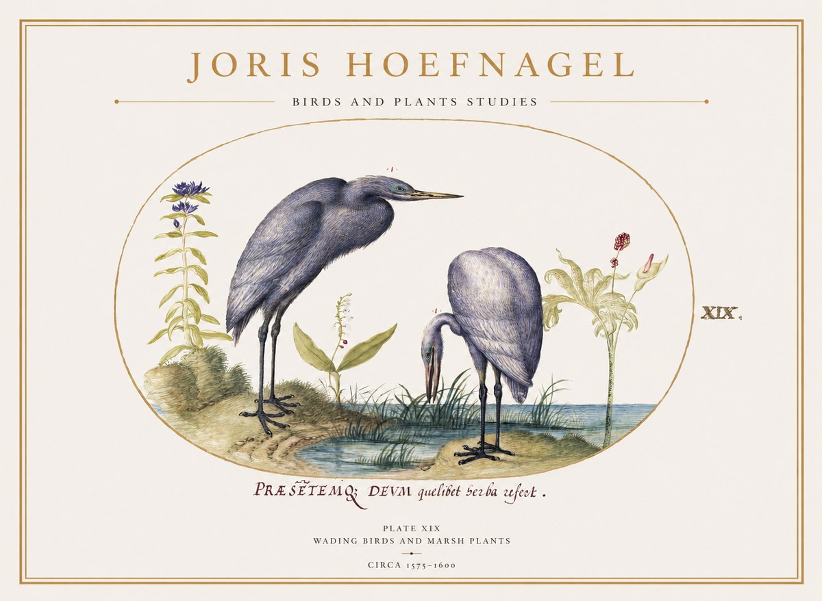 Joris Hoefnagel Wading Birds and Marsh Plants No1 - Poszter