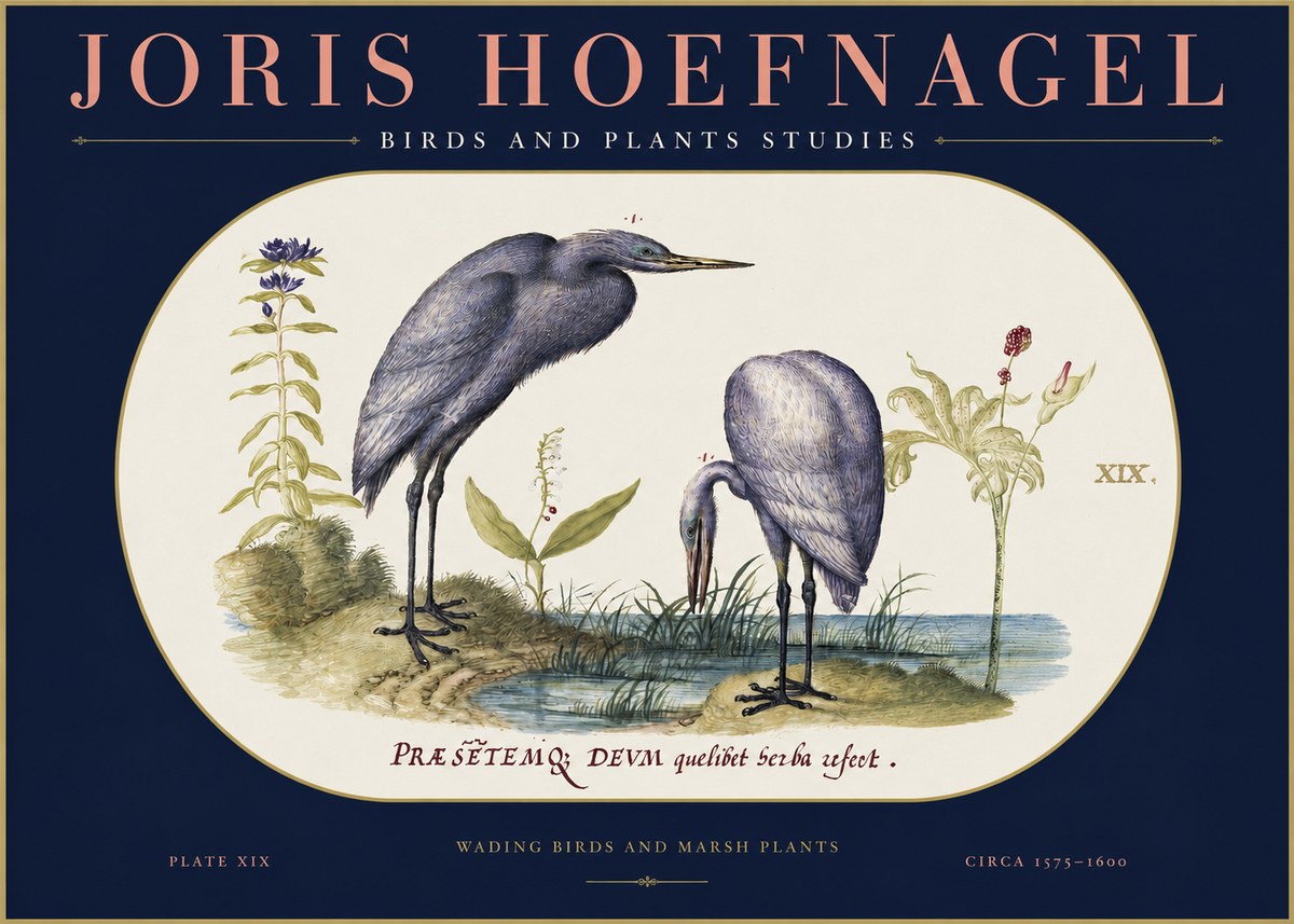 Joris Hoefnagel Wading Birds and Marsh Plants No2 - Poszter