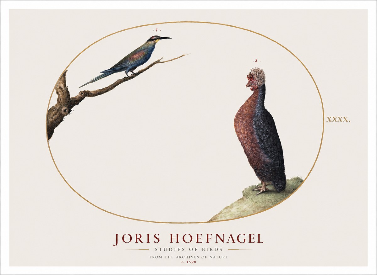 Joris Hoefnagel Studies of Birds I No1 - Poszter