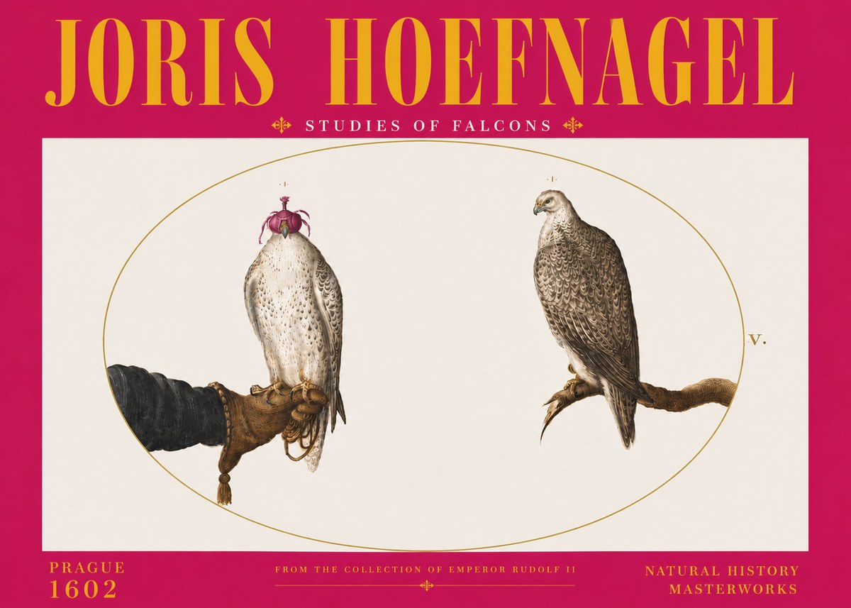 Joris Hoefnagel Studies of Falcons No6 - Poszter