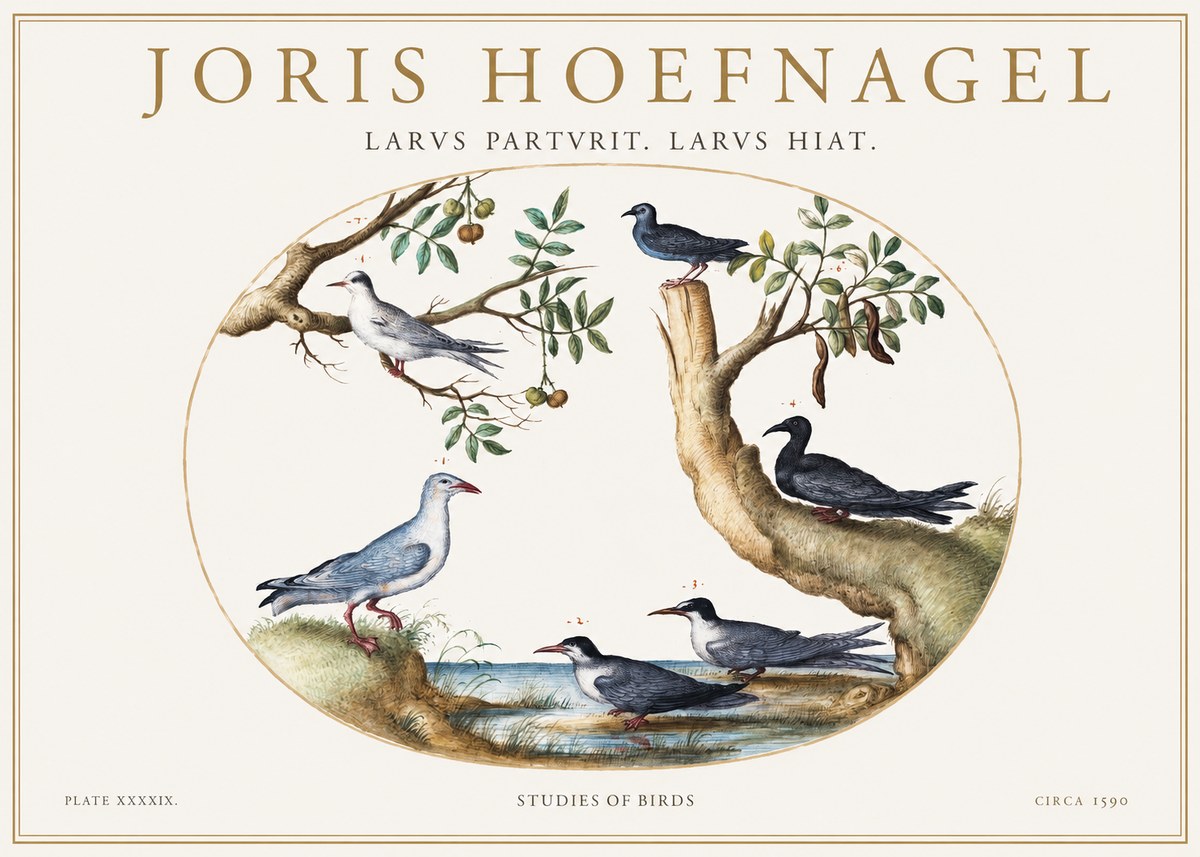 Joris Hoefnagel Studies of Birds II No1 - Poszter