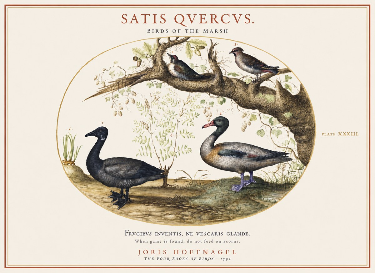 Joris Hoefnagel Satis Quercus. Birds of the Marsh No1 - Poszter