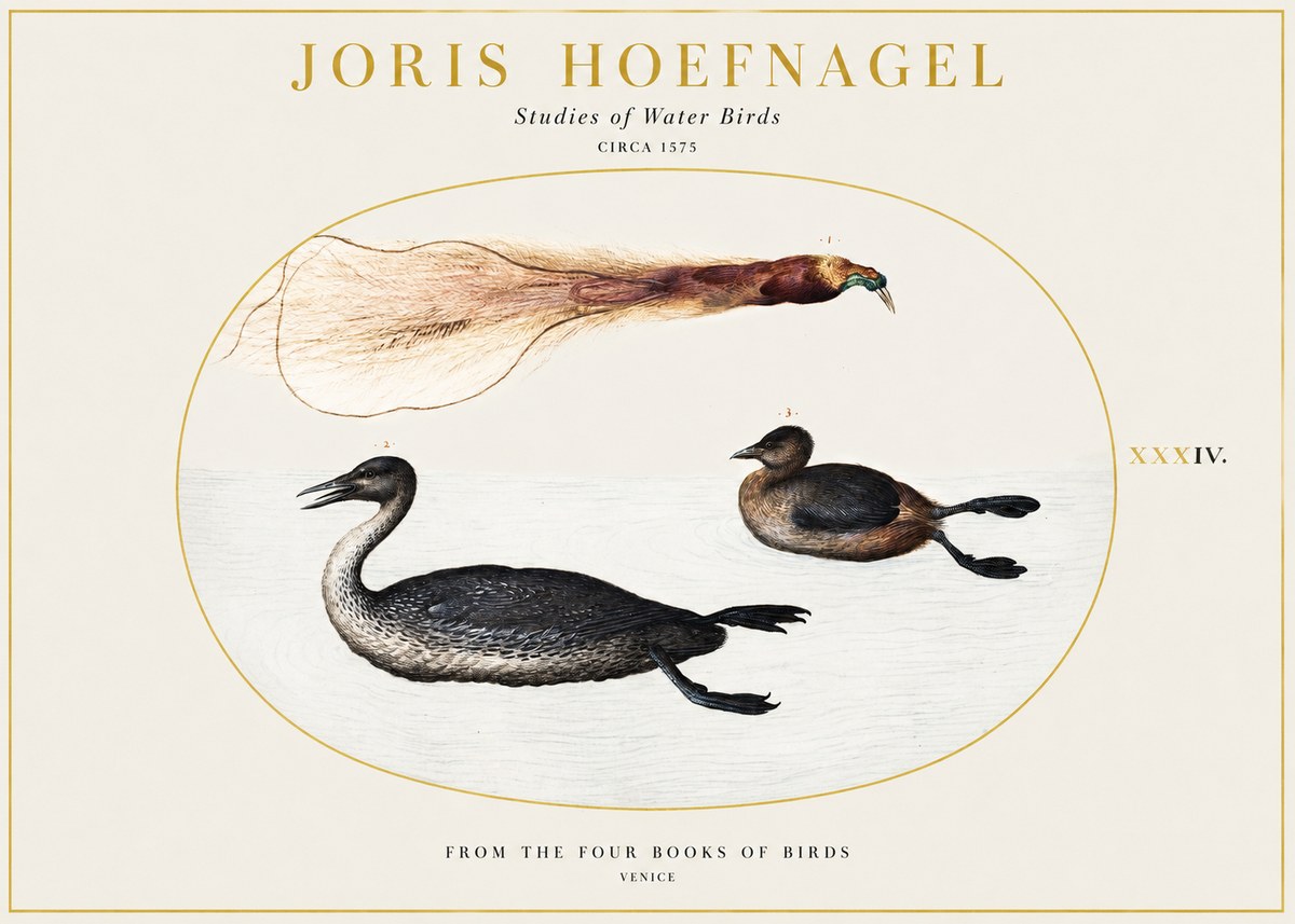 Joris Hoefnagel Studies of Water Birds No1 - Poszter