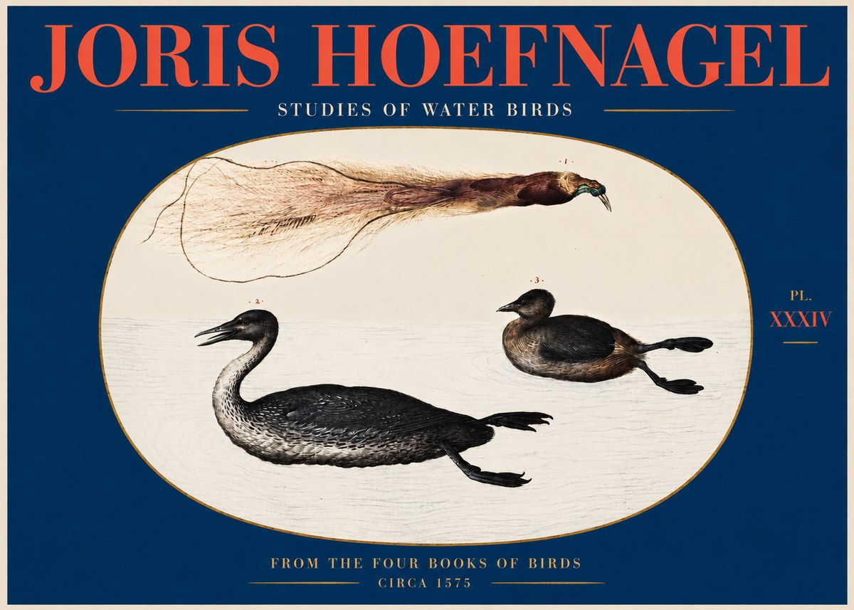Joris Hoefnagel Studies of Water Birds No2 - Poszter