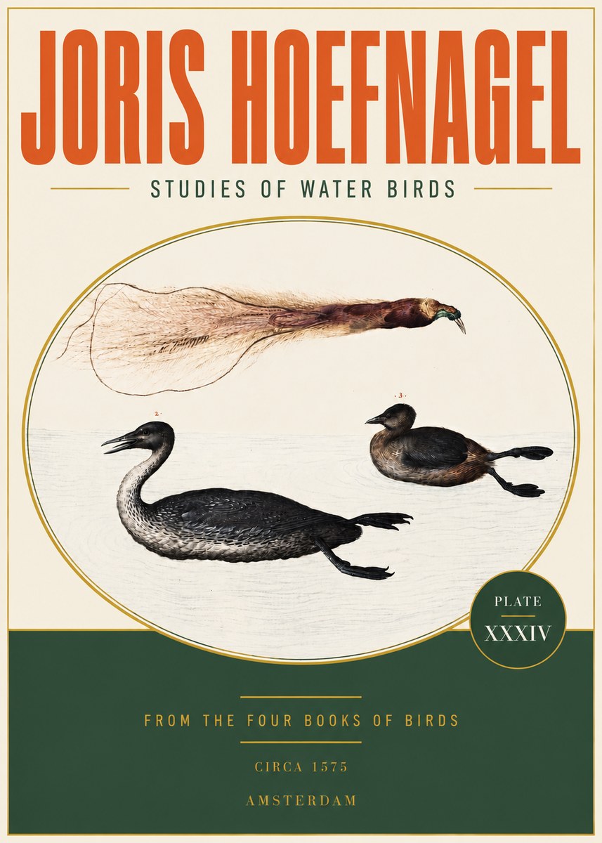 Joris Hoefnagel Studies of Water Birds No3 - Poszter