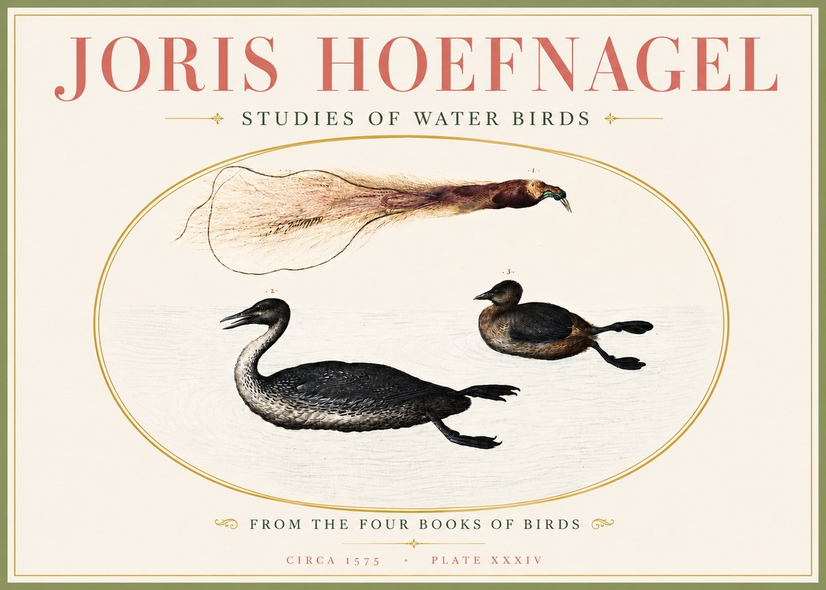 Joris Hoefnagel Studies of Water Birds No4 - Poszter