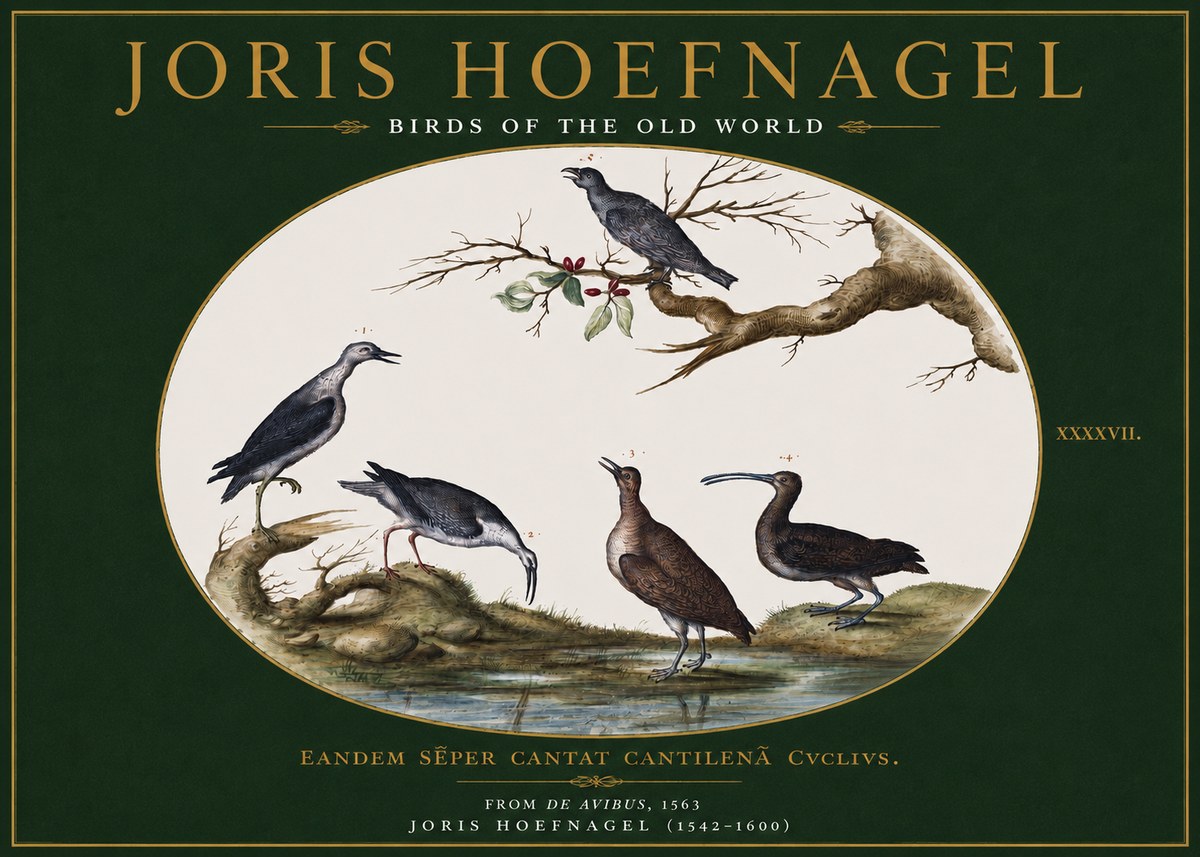 Joris Hoefnagel Birds of the Old World No3 - Poszter