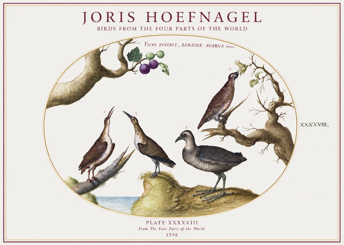 Joris Hoefnagel Birds from the Four Parts of the World No1 - Poszter