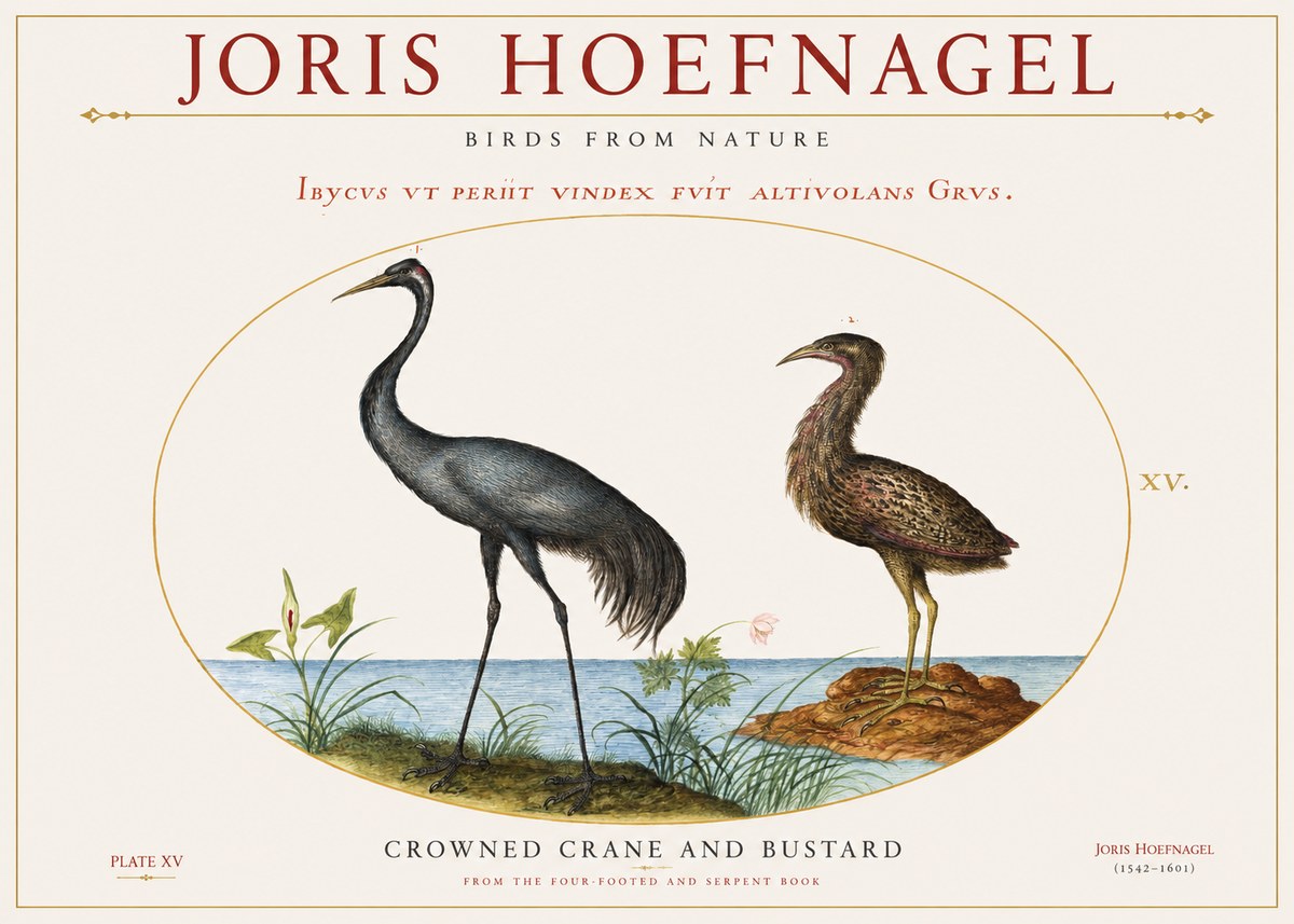 Joris Hoefnagel Crowned Crane and Bustard No1 - Poszter