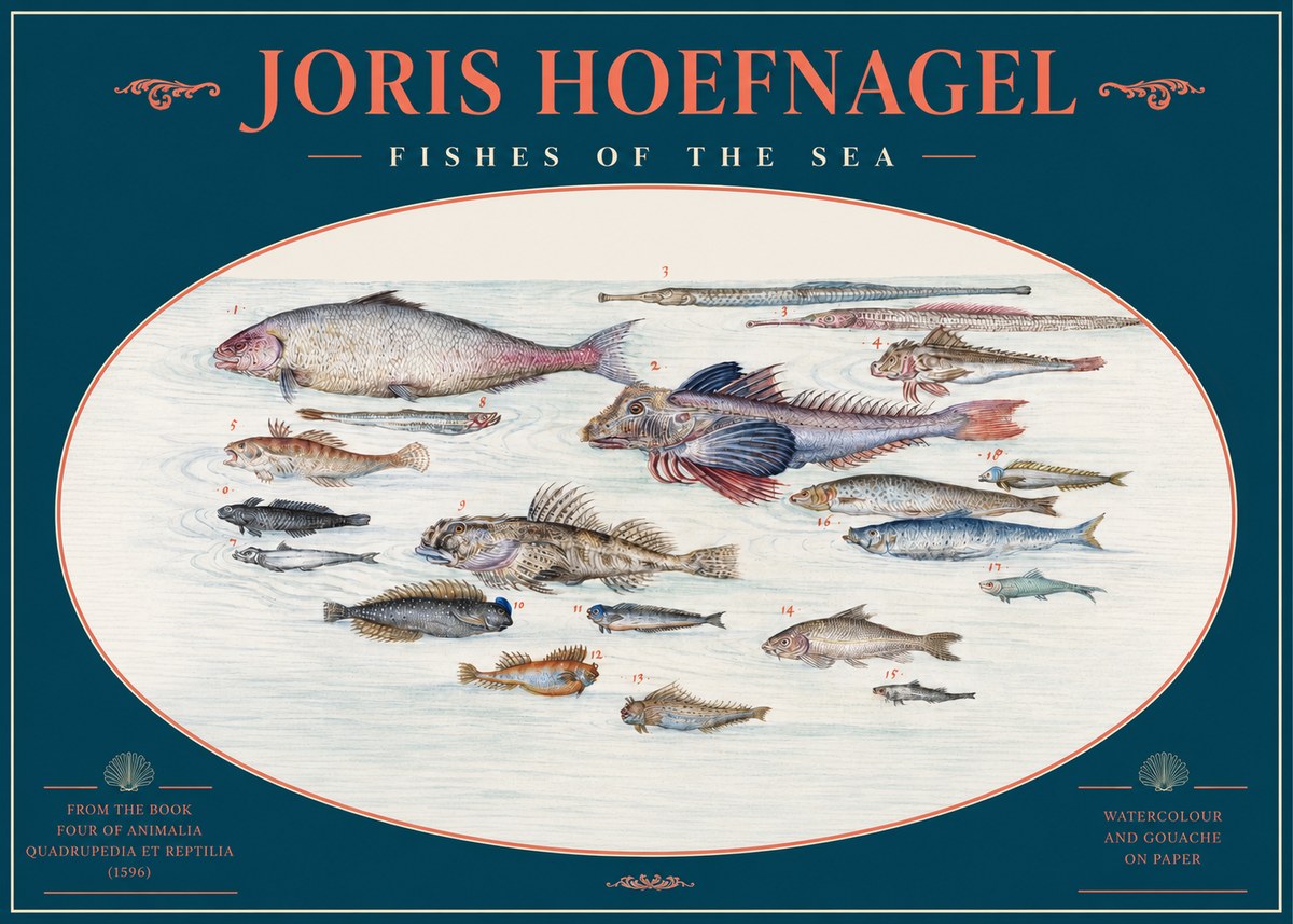Joris Hoefnagel Fishes of the Sea III No2 - Poszter