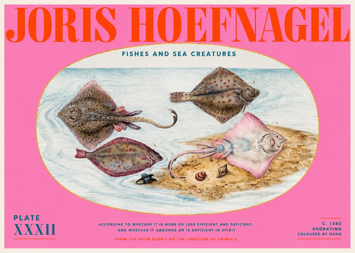 Joris Hoefnagel Study of Rays and Flatfish No6 - Poszter