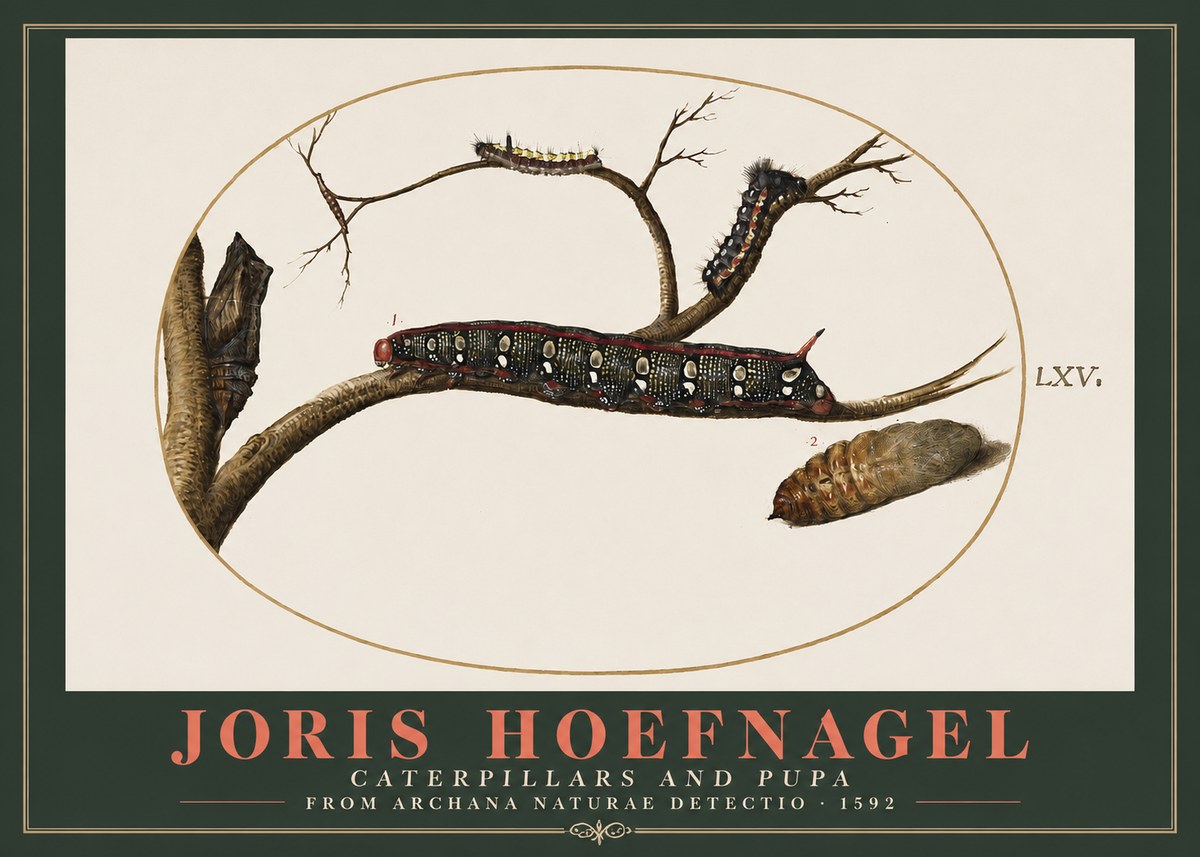 Joris Hoefnagel Caterpillars and Pupa No2 - Poszter