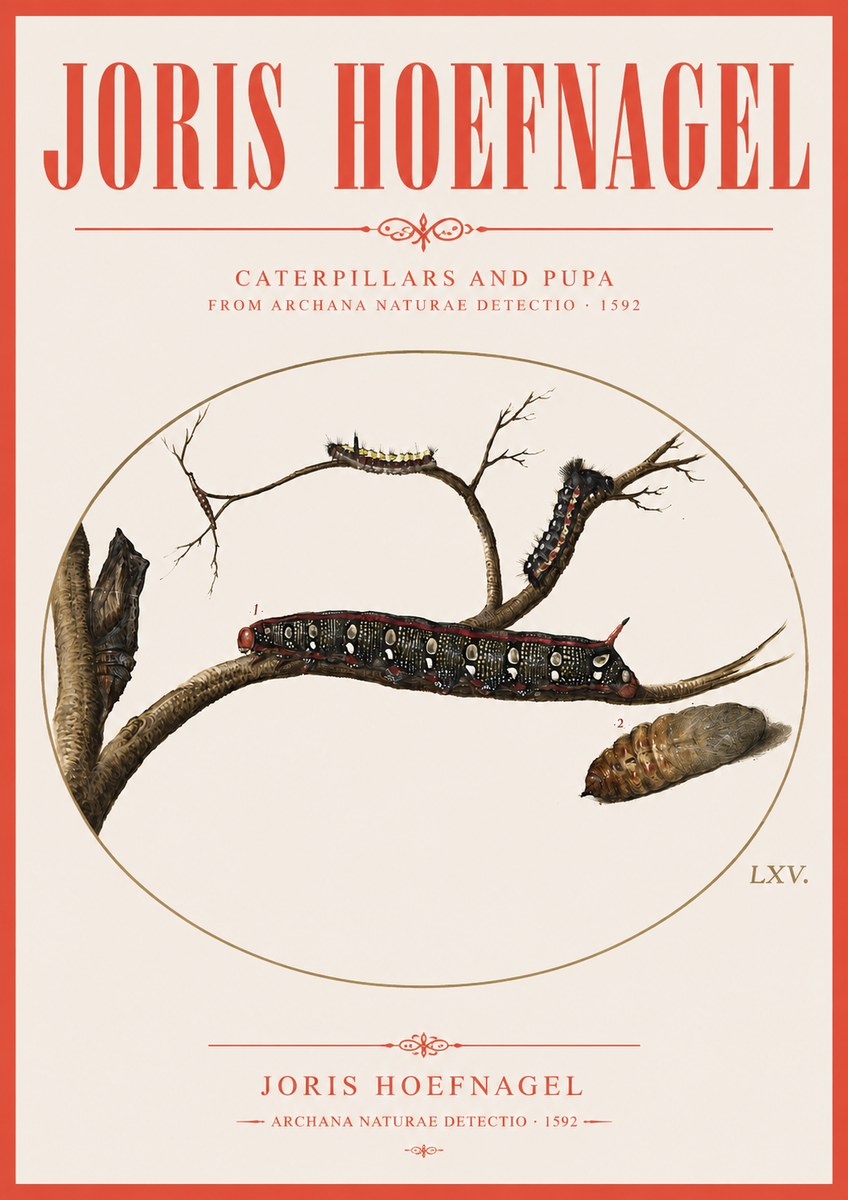 Joris Hoefnagel Caterpillars and Pupa No3 - Poszter