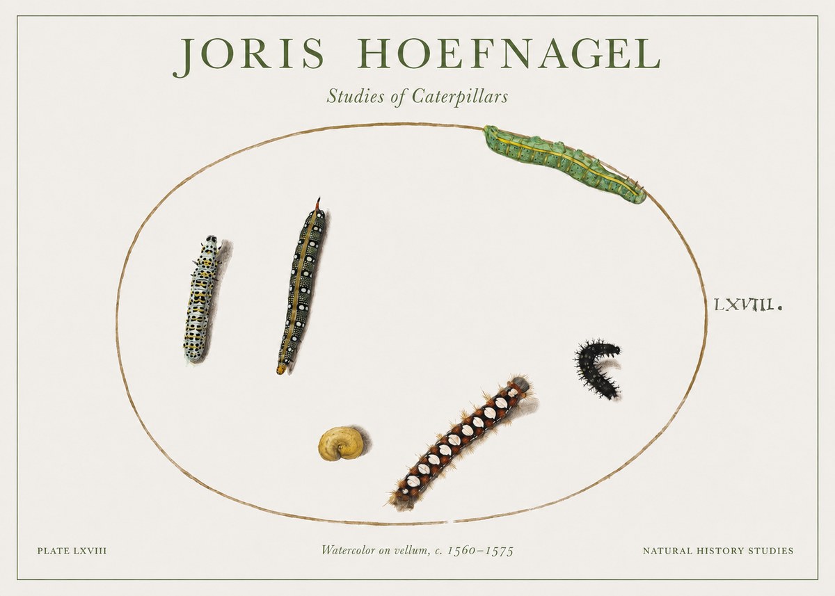 Joris Hoefnagel Studies of Caterpillars No1 - Poszter
