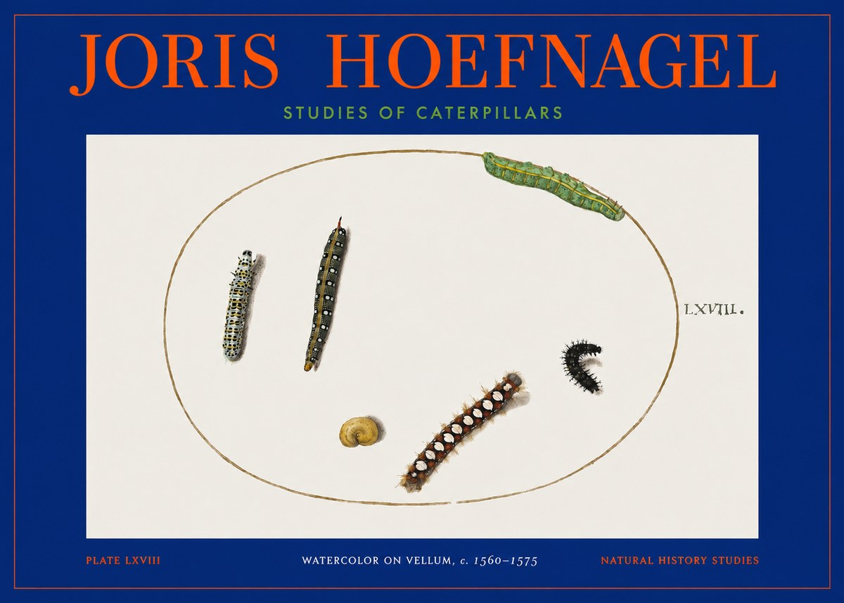 Joris Hoefnagel Studies of Caterpillars No2 - Poszter