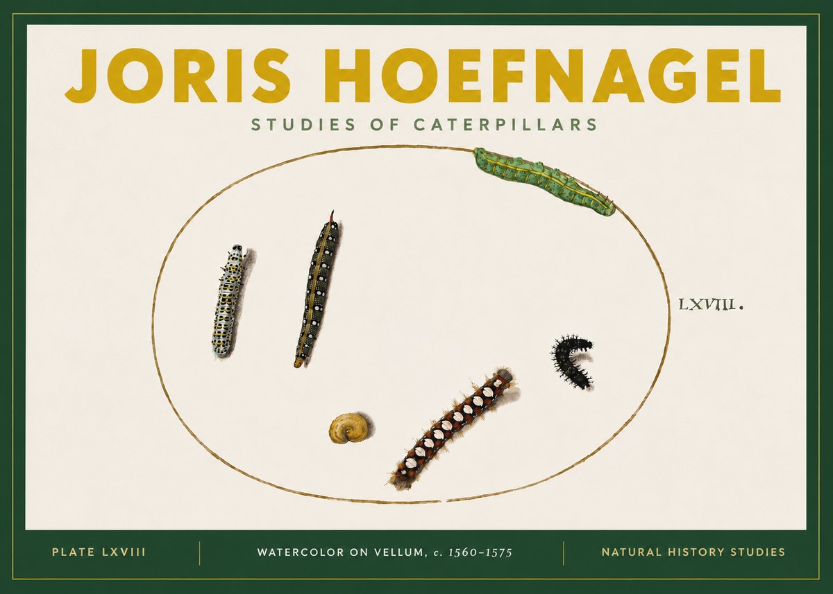 Joris Hoefnagel Studies of Caterpillars No4 - Poszter