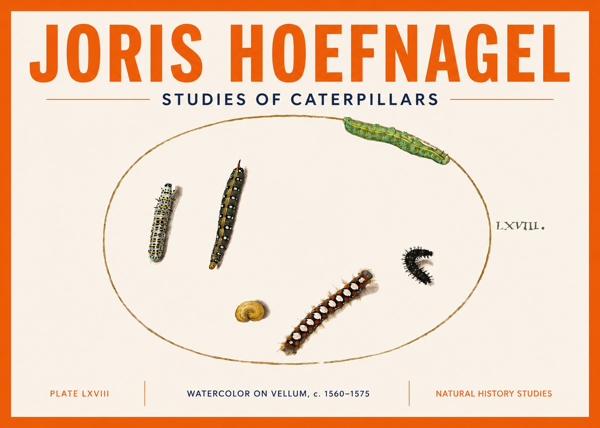 Joris Hoefnagel Studies of Caterpillars No5 - Poszter