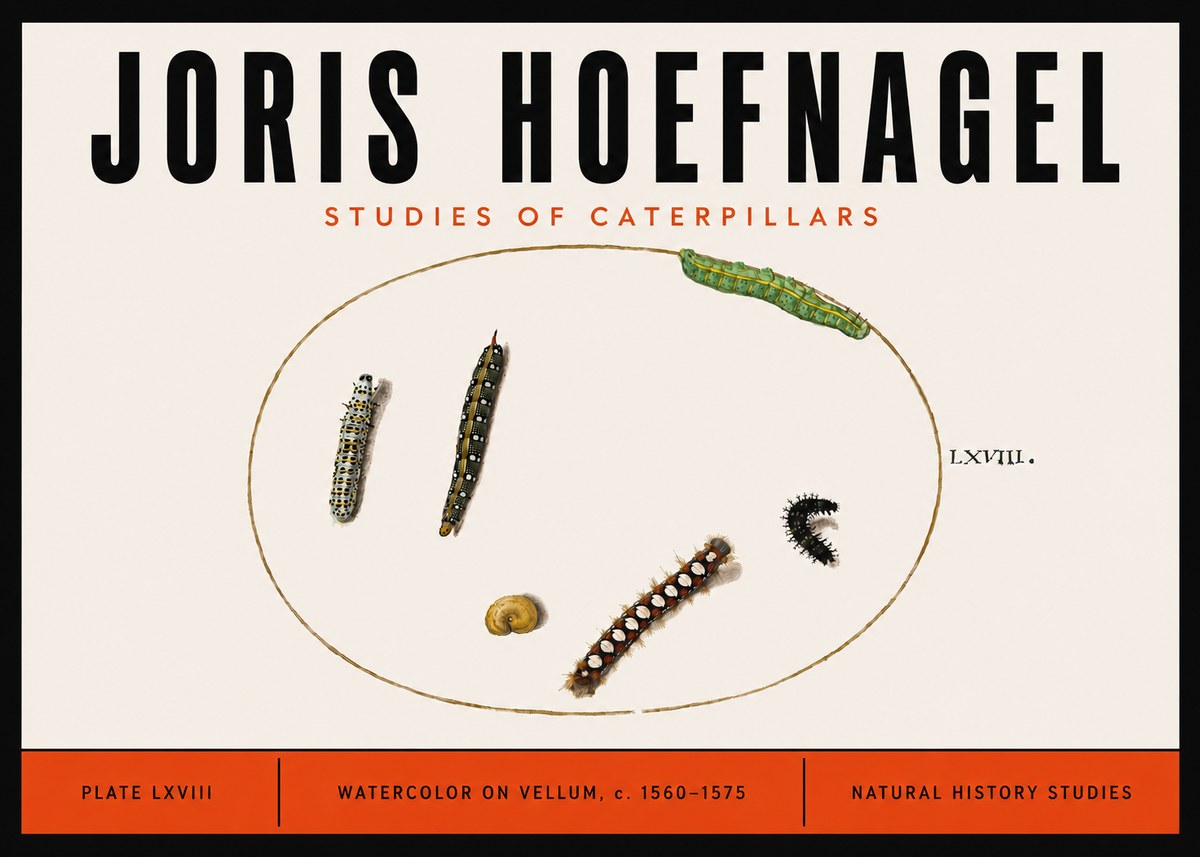 Joris Hoefnagel Studies of Caterpillars No6 - Poszter