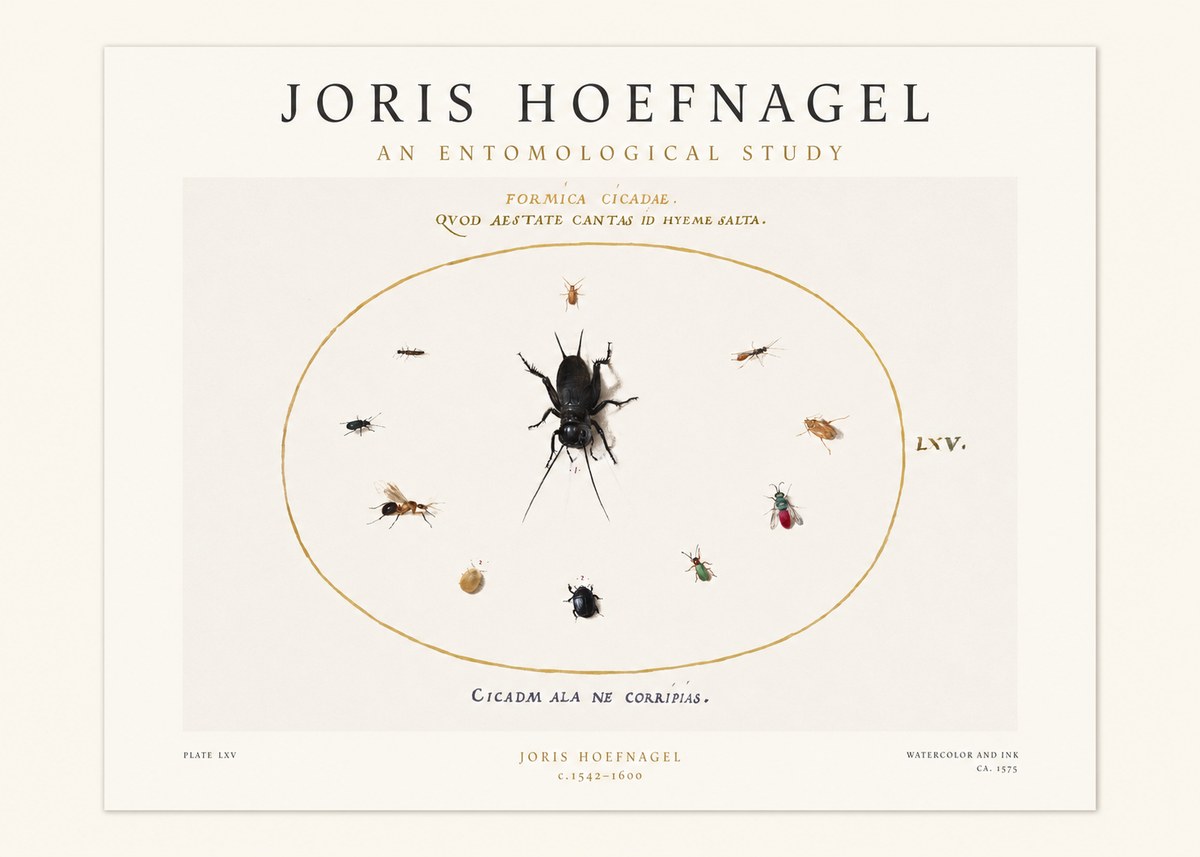 Joris Hoefnagel Formica Cicadae No1 - Poszter
