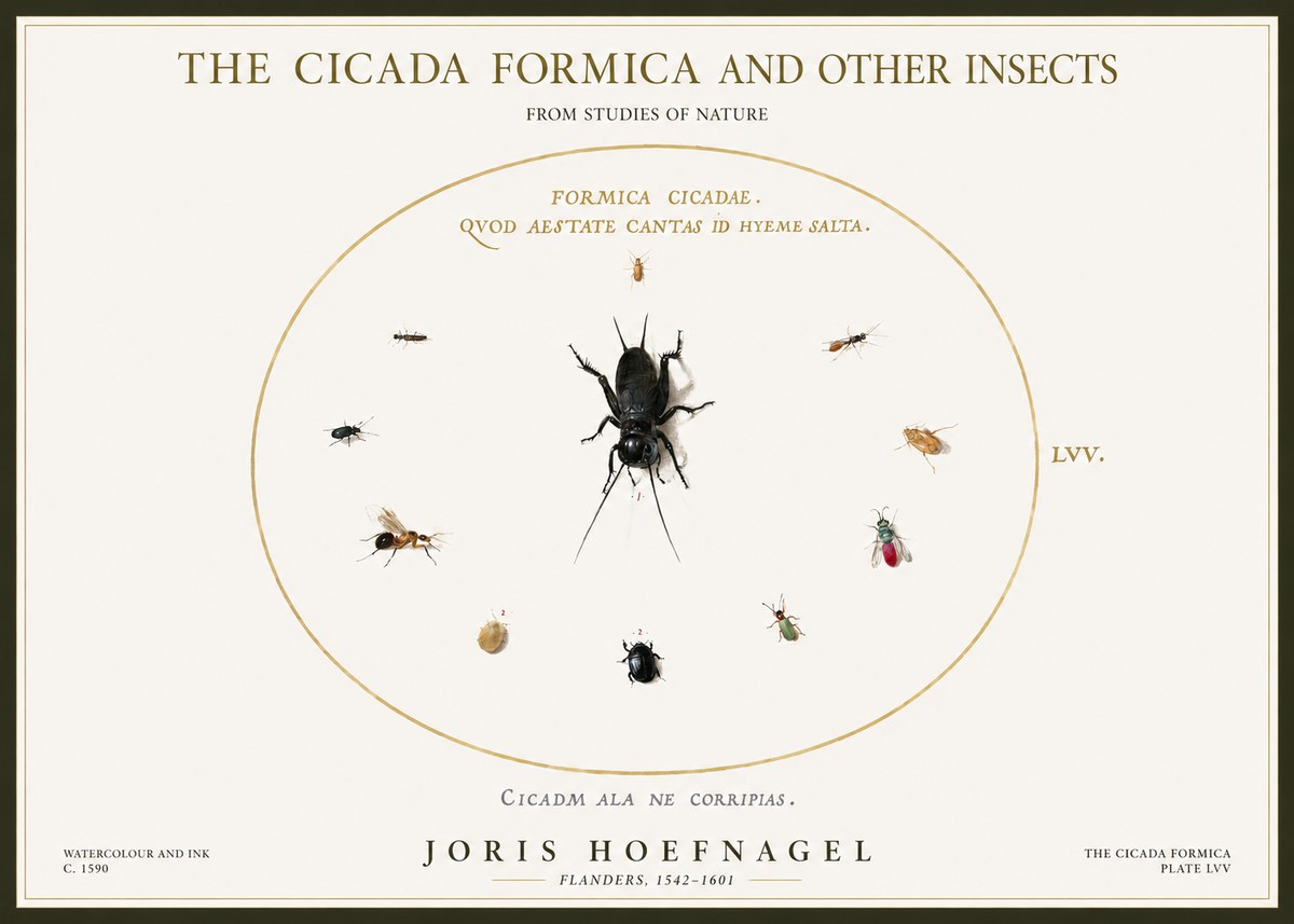 Joris Hoefnagel Formica Cicadae No5 - Poszter