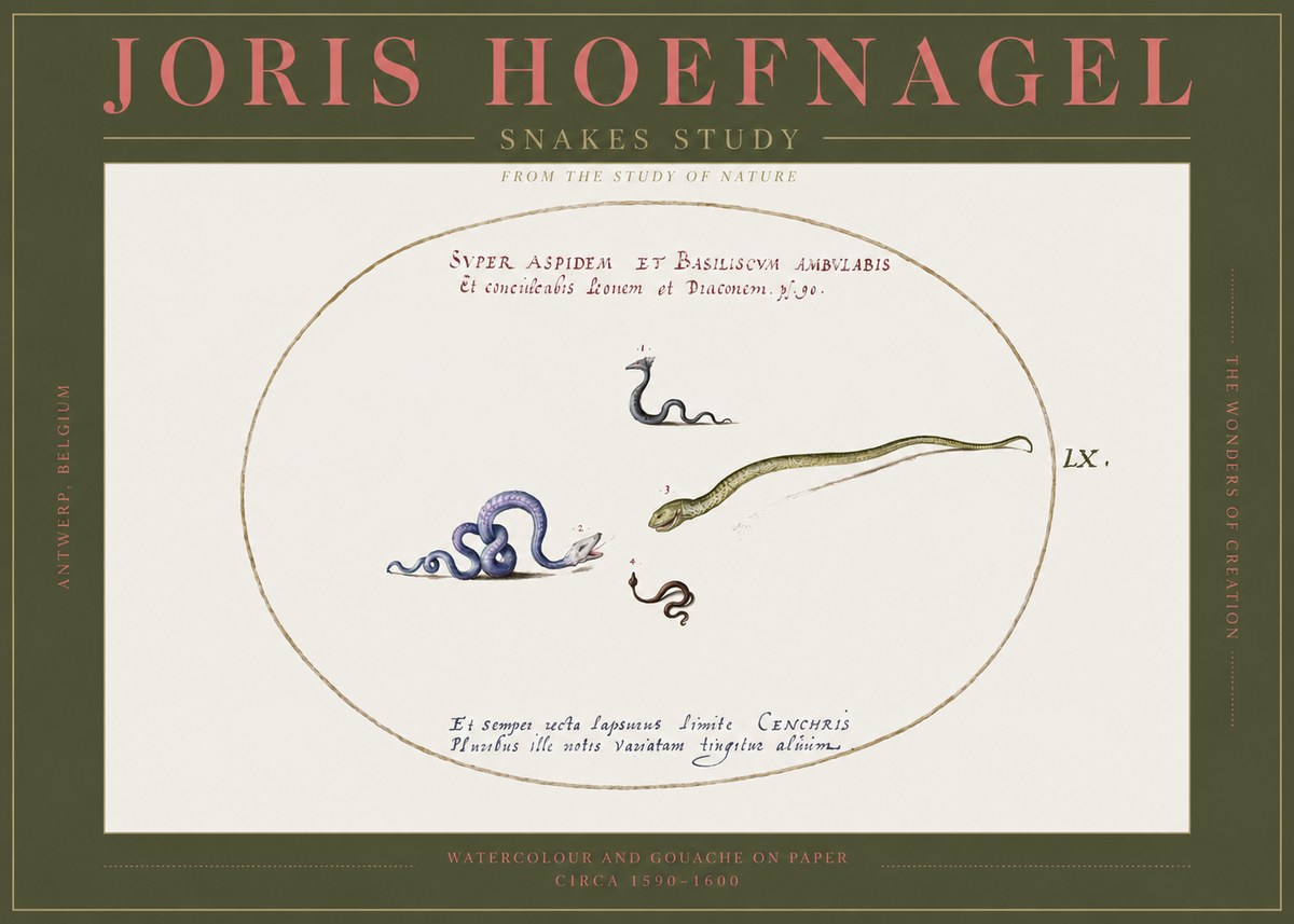 Joris Hoefnagel Studies of Serpents No3 - Poszter