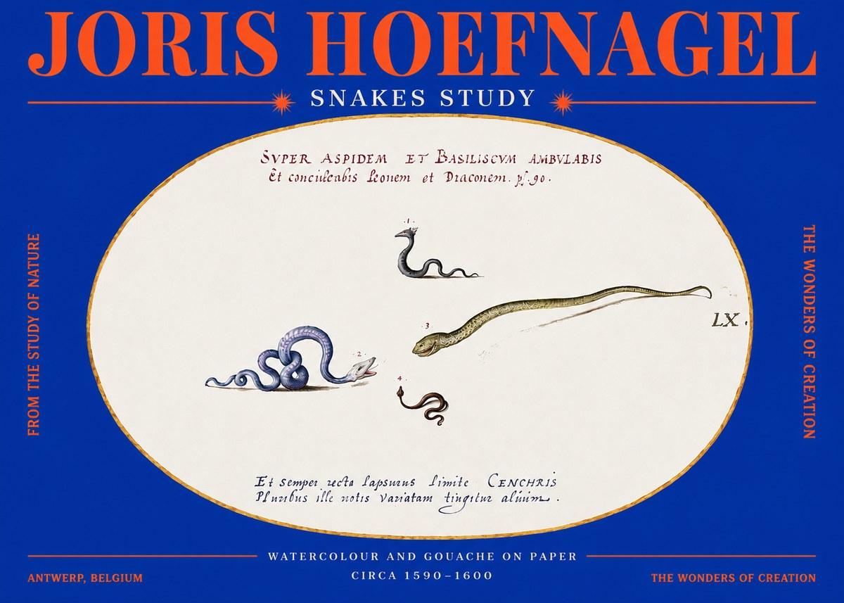 Joris Hoefnagel Studies of Serpents No4 - Poszter