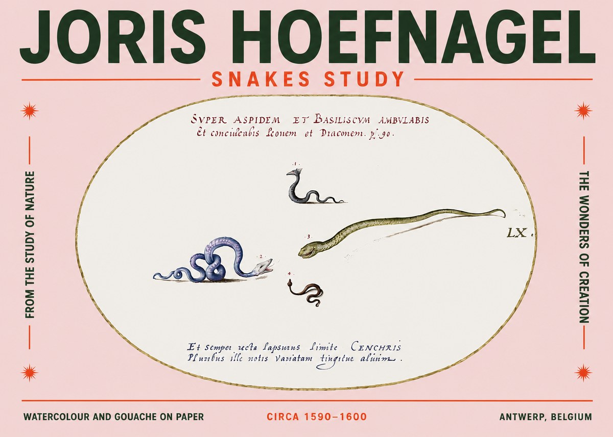 Joris Hoefnagel Studies of Serpents No5 - Poszter