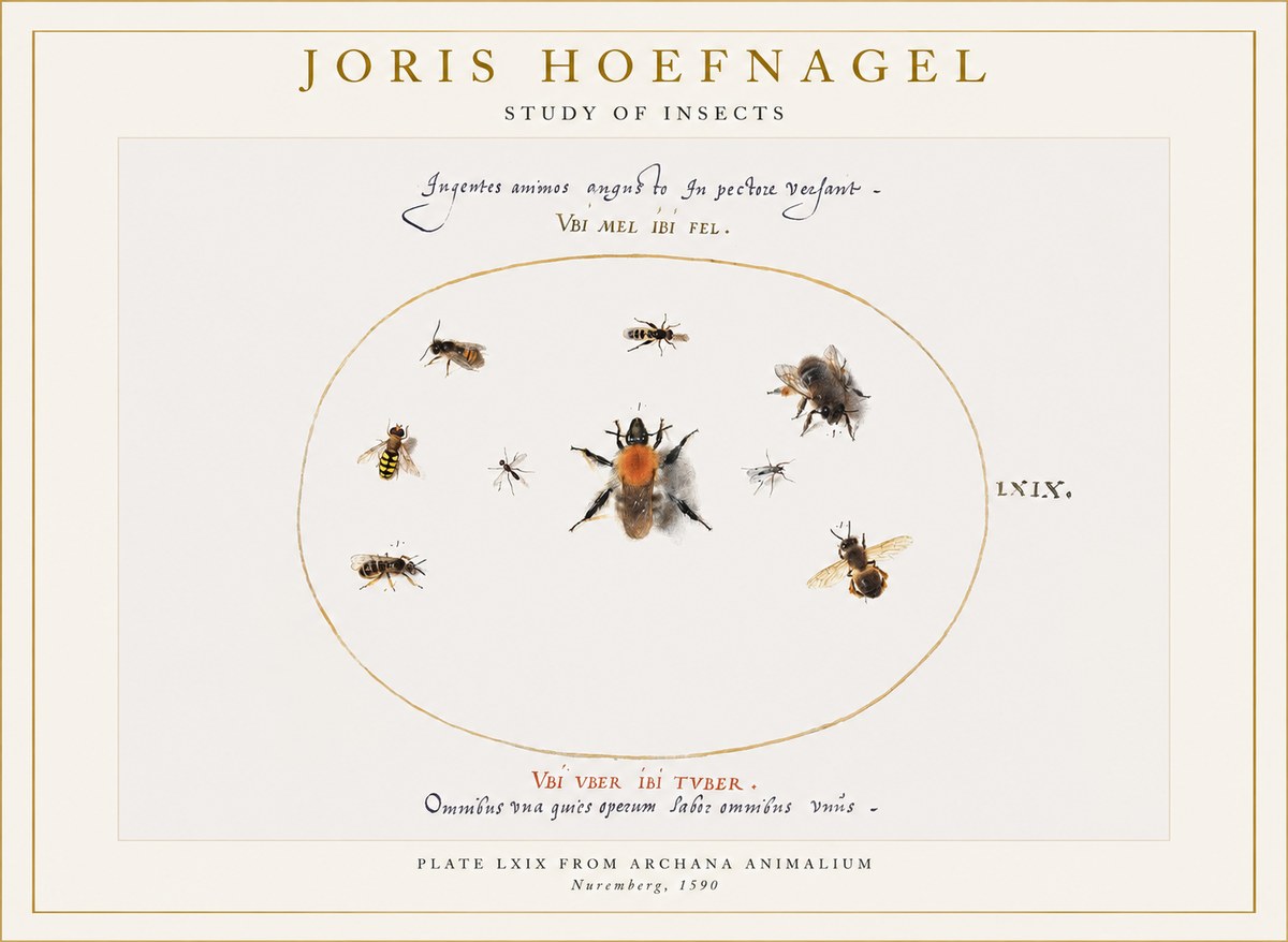 Joris Hoefnagel Insects Study II No6 - Poszter