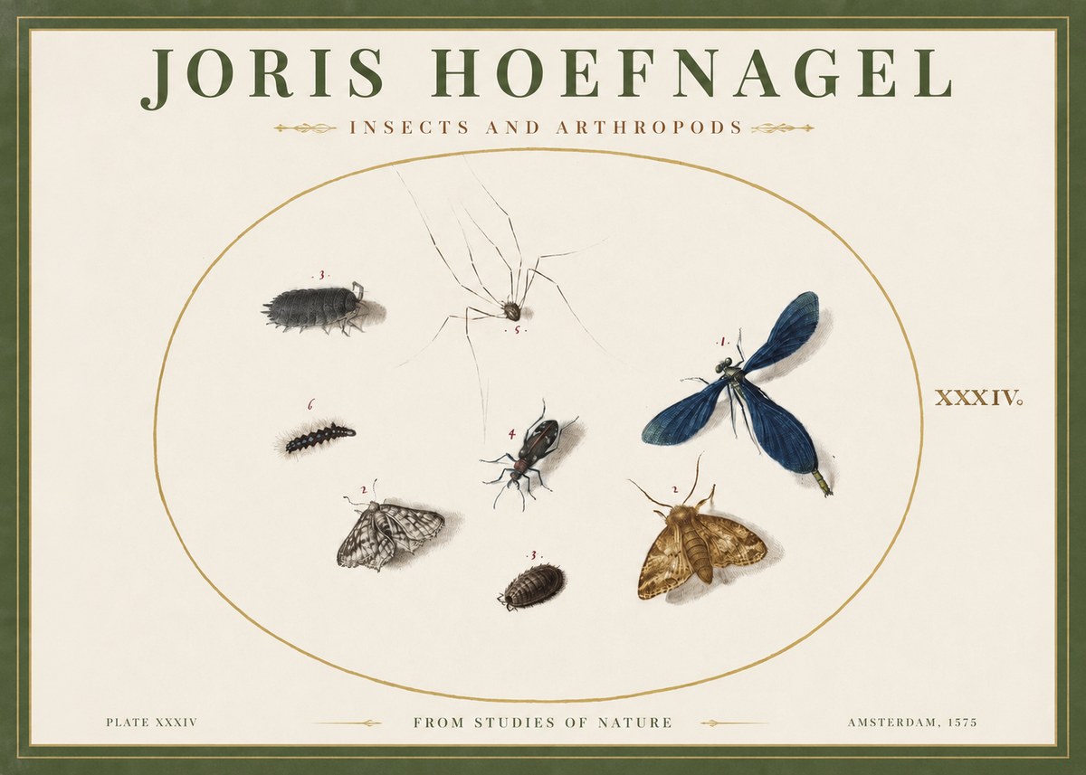 Joris Hoefnagel Insects and Arthropods No2 - Poszter