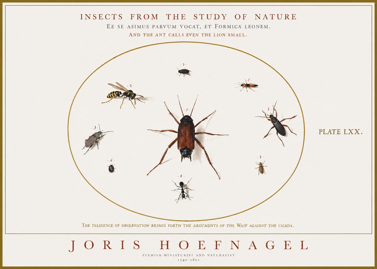 Joris Hoefnagel Insects from the Study of Nature No1 - Poszter