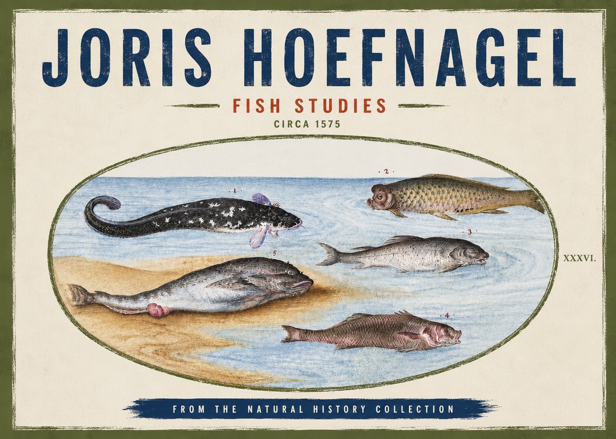 Joris Hoefnagel Fish Studies No4 - Poszter