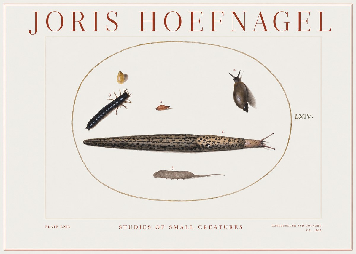 Joris Hoefnagel Plate Lxiv No2 - Poszter