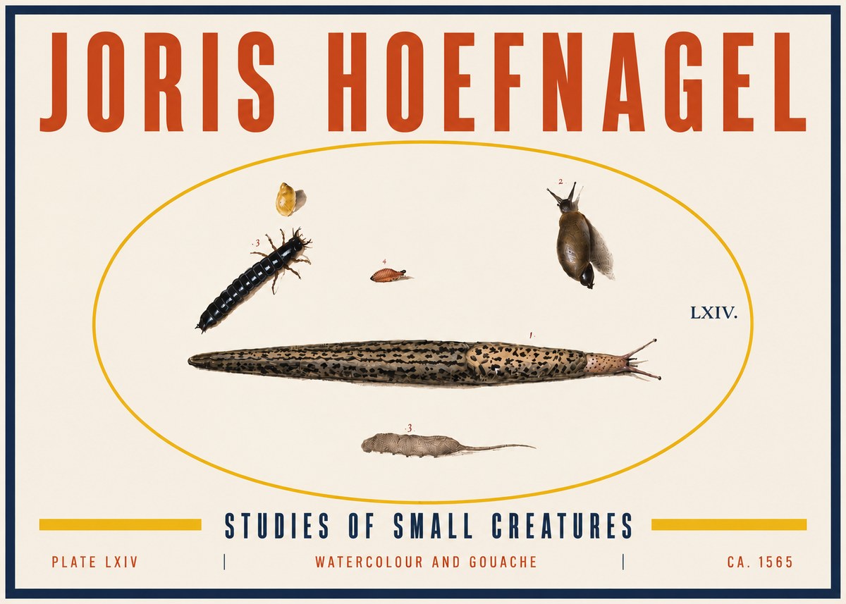 Joris Hoefnagel Plate Lxiv No6 - Poszter