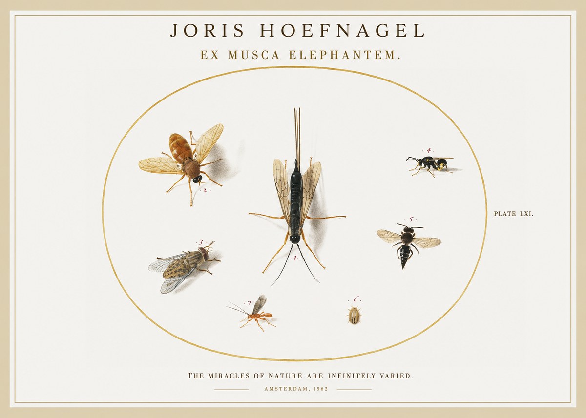 Joris Hoefnagel Ex Mvsca Elephantem. No2 - Poszter