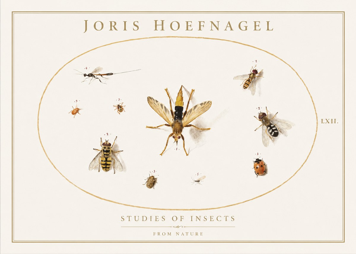 Joris Hoefnagel Studies of Insects IV No1 - Poszter