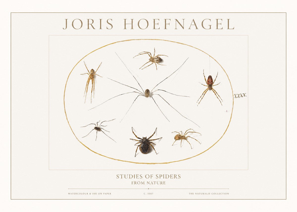 Joris Hoefnagel Studies of Spiders from Nature No1 - Poszter