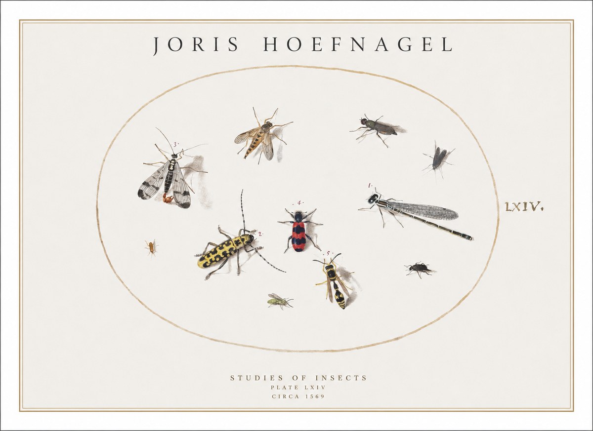 Joris Hoefnagel Studies of Insects - Plate Lxiv No1 - Poszter