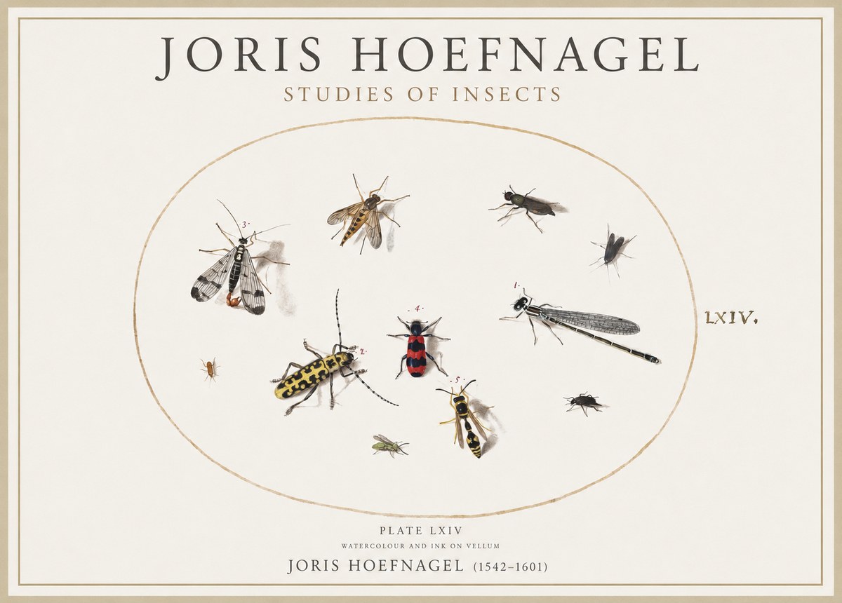 Joris Hoefnagel Studies of Insects - Plate Lxiv No4 - Poszter