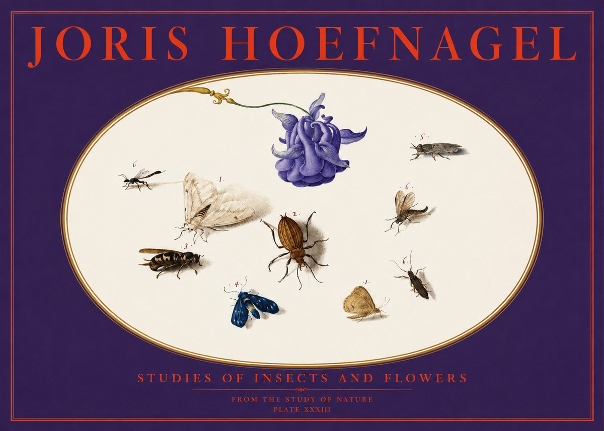 Joris Hoefnagel Studies of Insects and Flowers No6 - Poszter