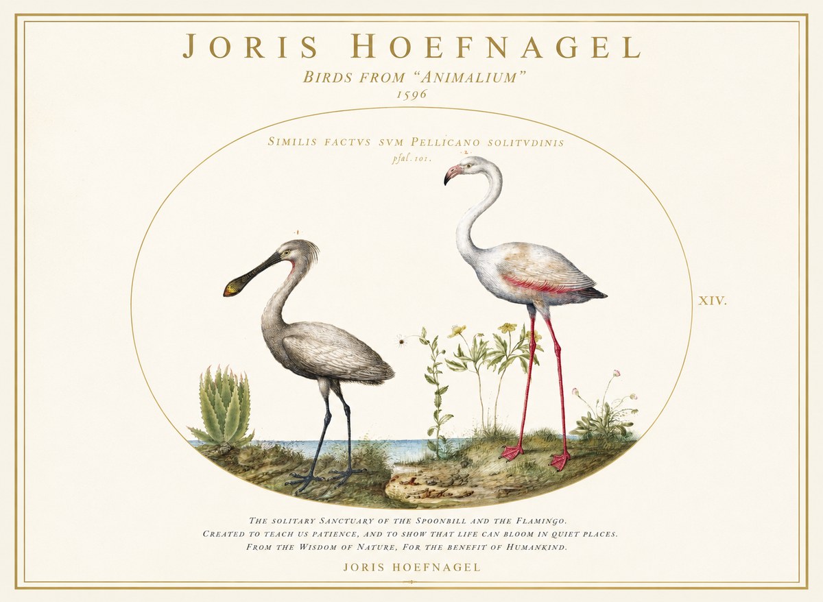 Joris Hoefnagel The Solitary Sanctuary of the Spoonbill and the Flamingo No1 - Poszter