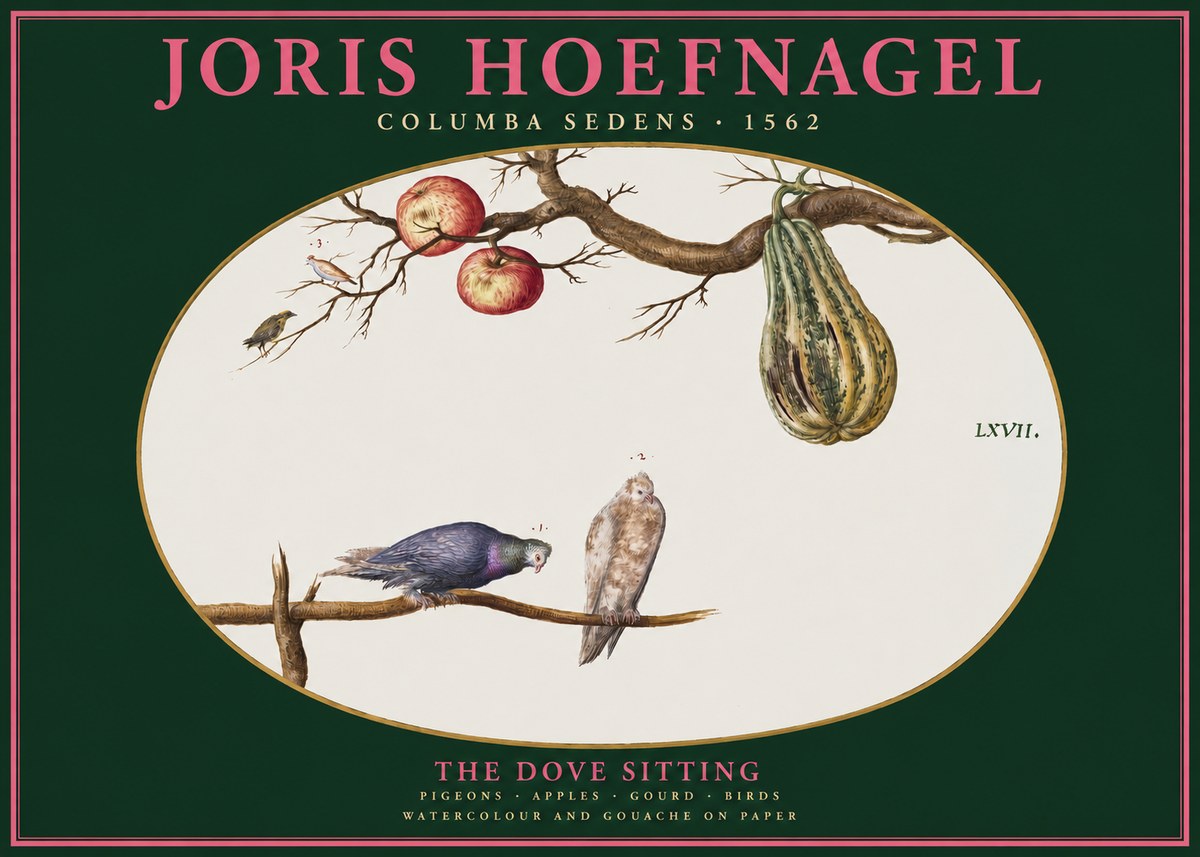 Joris Hoefnagel Pigeons Sitting. No3 - Poszter