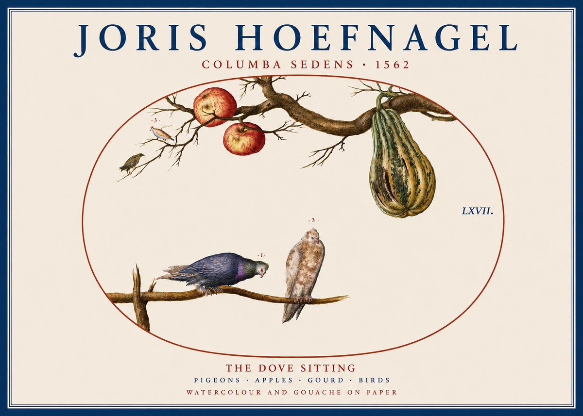 Joris Hoefnagel Pigeons Sitting. No5 - Poszter