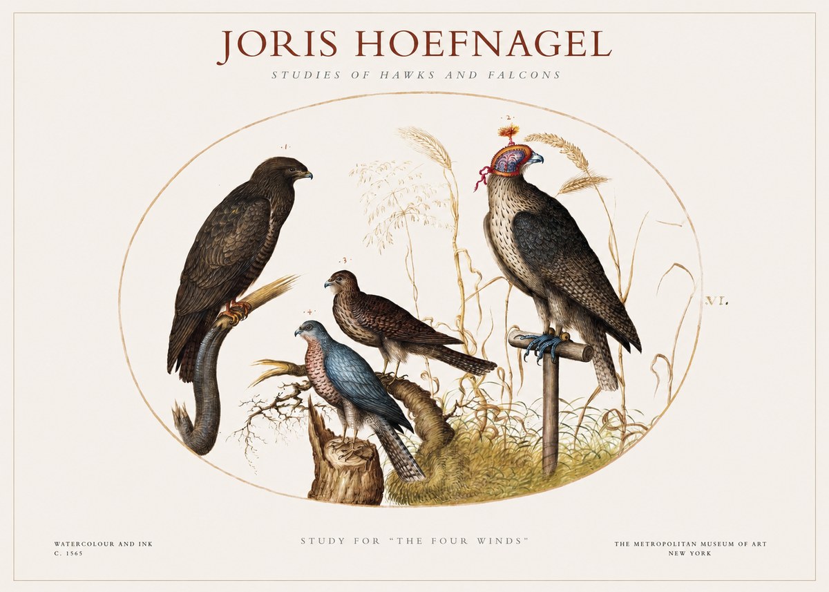 Joris Hoefnagel Studies of Hawks and Falcons No1 - Poszter