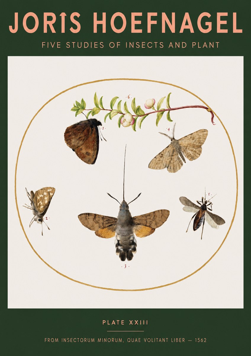 Joris Hoefnagel Five Studies of Insects and Plant No3 - Poszter