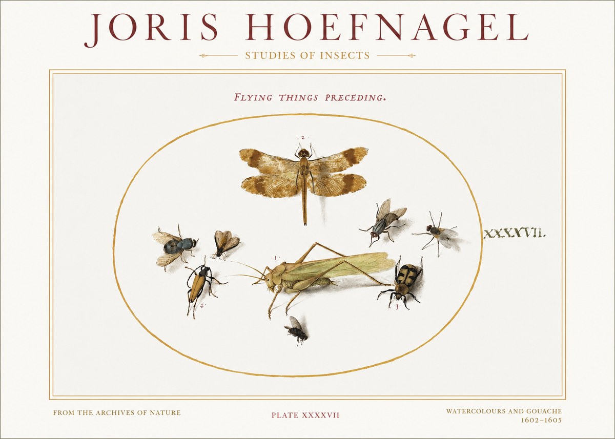 Joris Hoefnagel Flying Things Preceding. No1 - Poszter